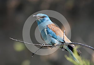 European Rollers (Coracias garrulus)