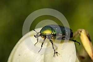 European rose chafer - close up