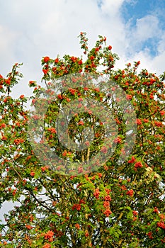 European rowan tree - Sorbus aucuparia - with lots of ripe orange red berries. photo