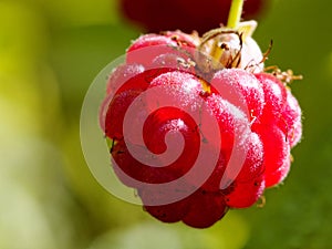 European Rubus idaeus raspberry fruit on the plant