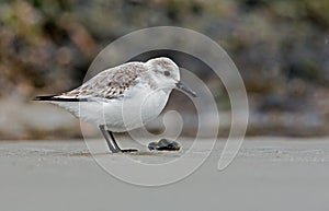 European Sanderling (Calidris alba) bird