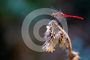 European Scarlet dragonfly. Crocothemis erythraea is a species of dragonfly in the family Libellulidae photo