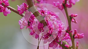 European Scarlet. Judas Tree - Cercis Siliquastrum Blossoms In Springtime. Pink Flowers. Close up.