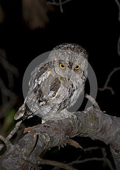 European scops owl