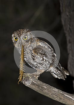 European scops owl