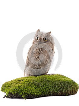 European scops owl