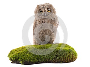 European scops owl