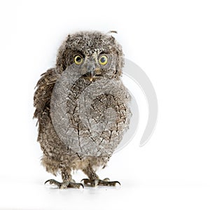 European scops owl Otus scops isolated on white background photo