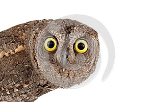 European scops owl Otus scops isolated on white background. Close-up portrait photo