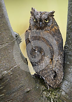 European Scops Owl (Otus scops