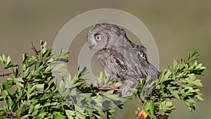 European Scops Owl, Otus scops close up