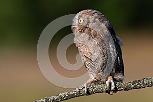 European Scops Owl, Otus scops close up