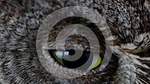 European scops owl Otus scops Close up blink eye