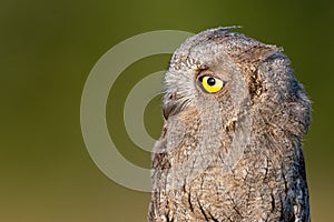 European Scops Owl, Otus scops close up portrait