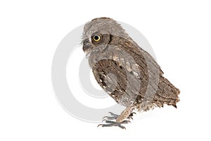 European scops owl Otus scops, isolated on white background