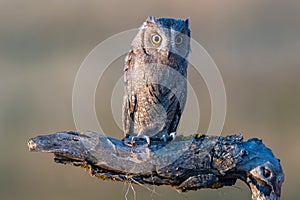 European Scops Owl Otus scops, sitting on a branch