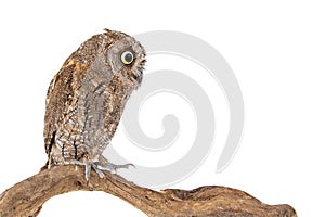 European scops owl, Otus scops, sitting on a stick. Isolated on white background