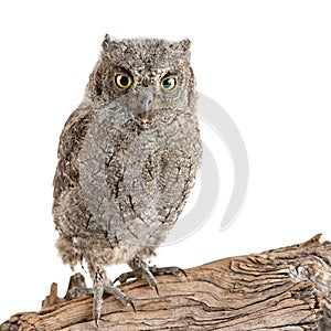 European scops owl Otus scops sitting on a stick on white background photo