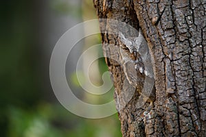 European scops owl, Otus scops, in tree hole at sunrise. Small owl peeks out from trunk showing narrowed eyes.