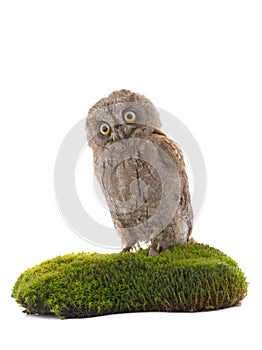 European scops owl photo