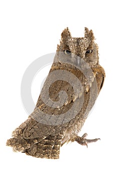 European scops owl photo