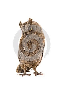 European scops owl photo