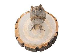 European scops owl photo