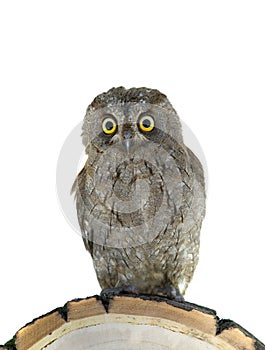 European scops owl photo