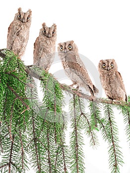 European scops owls photo