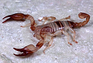 European Scorpion Euscorpius carpathicus candiota