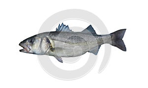 European sea bass fish isolated on white background