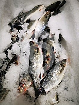 European sea bass on ice