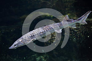 European sea sturgeon (Acipenser sturio) photo