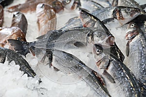 European seabass on ice in fish shop for sale.