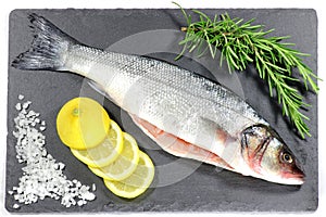 European seabass photo