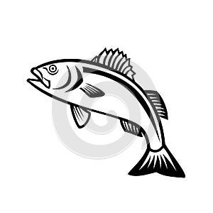European Seabass Sea Bass or Dicentrarchus Labrax Jumping Up Mascot Black and White photo
