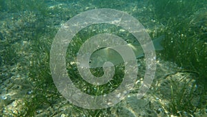European seabass or sea bass, seabass (Dicentrarchus labrax) undersea, Aegean Sea