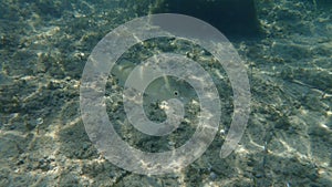 European seabass or sea bass, seabass (Dicentrarchus labrax) undersea, Aegean Sea