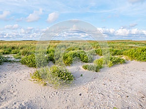 European searocket, Cakile maritima, growing on beach and salt m photo