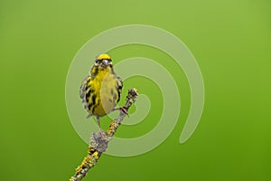 European serin