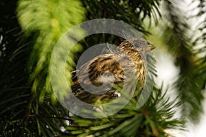 European Serin photo