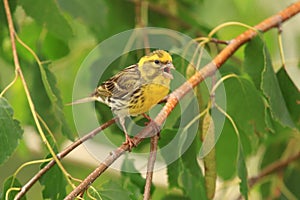 European serin on branch of birch