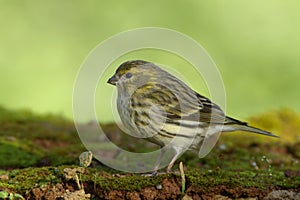 European Serin - Chamariz - Serinus serinus