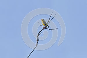 European serin on dry branch of tree