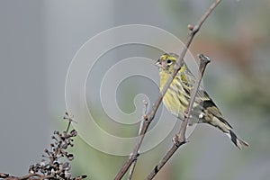 European serin, Greece