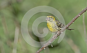 European serin, Greece