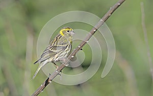 European serin, Crete