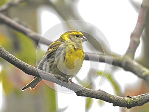 European serin perched in a tree
