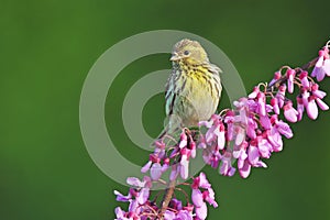 European serin