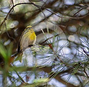 European Serin Serinus serinus perching on branch